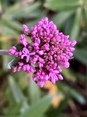 close up of a purple flower