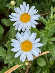 daisies in a garden