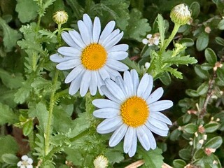 daisies in a garden