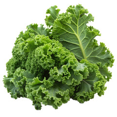 Kale Leaves With Curly Edges On Transparent Background