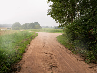 A dirt road with a tree on the side. The small country road is empty and there is fog over a filed. Living in a country side area concept. Nobody. Calm and relaxing mood.