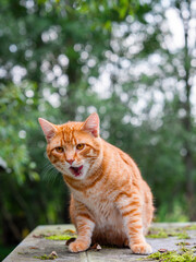 A ginger tabby cat. Funny looking face expression. The image has a calm and peaceful mood, as the pet is not in a hurry. Green trees and farm background. Living in rural country side.