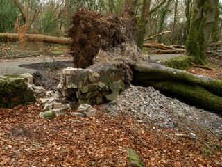 Fototapeta premium Scene in a forest park after powerful hurricane with trees fallen on the ground. Effect of a strong storm wind. Destruction caused by nature to nature. Nobody. Green and brown tone.