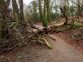 Scene in a forest park after powerful hurricane with trees fallen on the footpath. Effect of a strong storm wind. Destruction caused by nature to nature. Nobody. Green and brown tone.