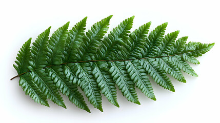 A single, vibrant green fern frond isolated on a white background