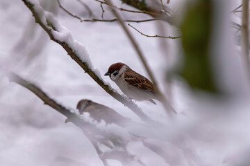 Passer montanus
