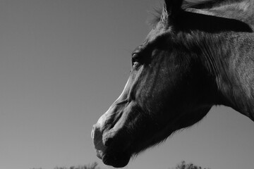Horse portrait in black and white for equine art.