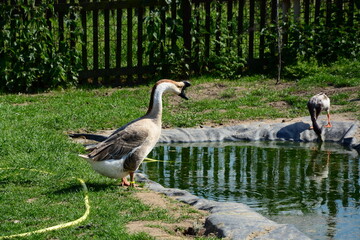 Vogel, Gänserich, Freiland, Natur, Gehege,, Frühling