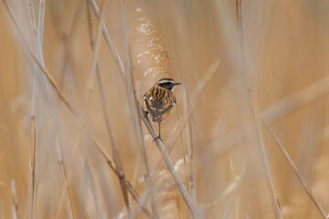 Saxicola rubetra © Jakub