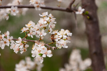 white flowers of fruit trees with bee on it in spring garden