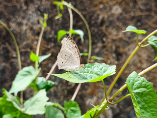 butterfly in the garden