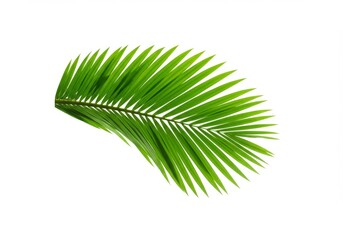 Fototapeta premium Single Green Palm Leaf Isolated on White - Lush green palm frond, symbolizing tropical paradise, summer vacation, natural beauty, relaxation, and serenity