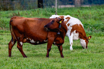 cows in the field