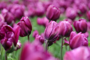 Fototapeta premium Purple tulip flowers with water drops, spring background. Field of blooming tulips during rain