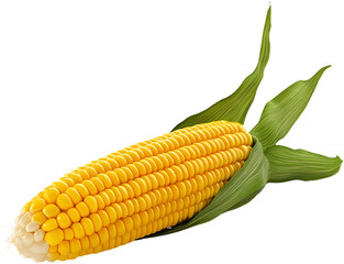 Fresh corn