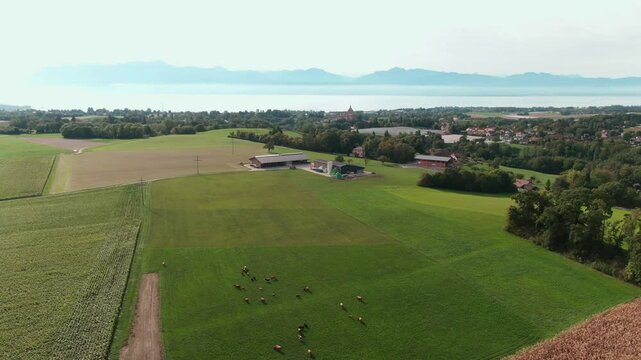 Drone Footage of Cows Grazing on Organic Pasture &ndash; Aerial View of Sustainable Livestock Farming
