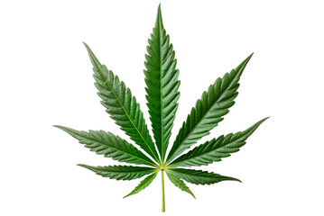 A detailed green cannabis leaf isolated on transparent background, perfect for 4/20 designs, wellness products, industry branding, packaging, and clean botanical web content.
