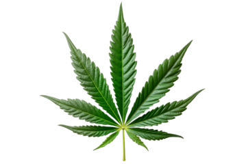 A detailed green cannabis leaf isolated on transparent background, perfect for 4/20 designs, wellness products, industry branding, packaging, and clean botanical web content.