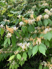 Honeysuckle flowers in spring