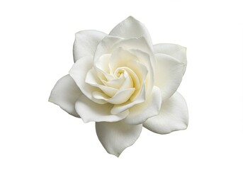 White Gardenia Blossom Isolated - Elegant white gardenia, symbolizes purity, peace, refinement, and new beginnings. A symbol of grace and beauty