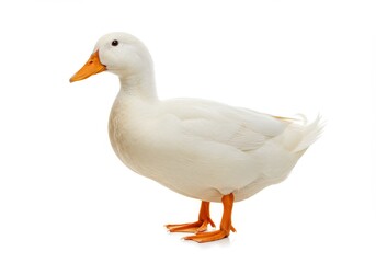 White Pekin Duck Isolated on White Background - A pristine white Pekin duck stands majestically against a stark white backdrop. The symbolizes purity, elegance, domesticity, nature, and farm life