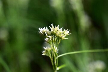Luzula Nivea im Frühling