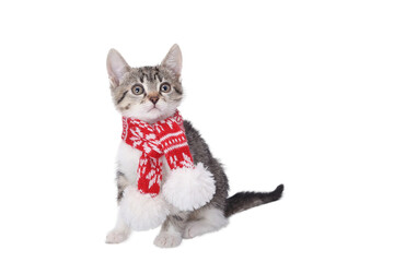 Cute tabby kitten in red winter scarf isolated on transparent background. Adorable Christmas or holiday element for design, collage, or web use.