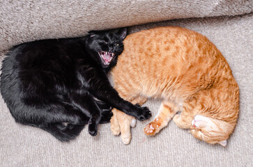 Cute ginger cat lying on sofa with yawning black cat.