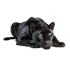 Obraz premium Resting black jaguar on transparent background