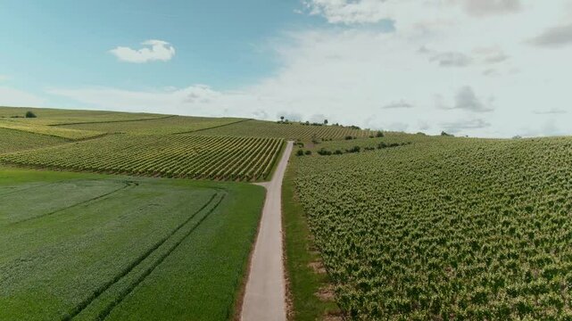 Drone Footage of Vast Vineyards &ndash; Aerial Views of Wine Fields in Rural Europe
