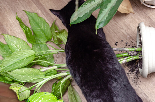 Black cat sitting on the floor and eating houseplant from a white bucket