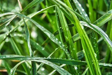Fresh Morning Dew on Green Grass Blades