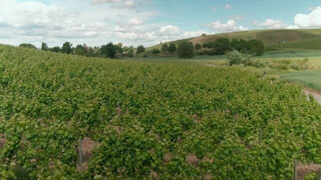 Drone Footage of Vast Vineyards &ndash; Aerial Views of Wine Fields in Rural Europe