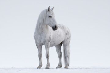Natural Beauty Horse