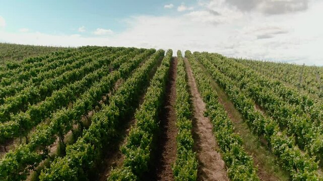 Drone Footage of Vast Vineyards &ndash; Aerial Views of Wine Fields in Rural Europe