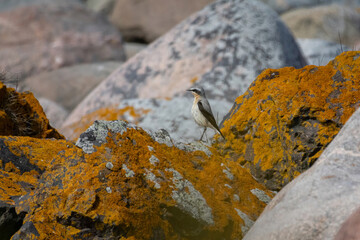 A northern wheatear (Oenanthe oenanthe) sitting on rocks near the sea