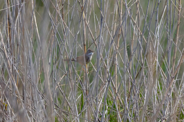Common Whitethroat (Sylvia communis) with nesting material