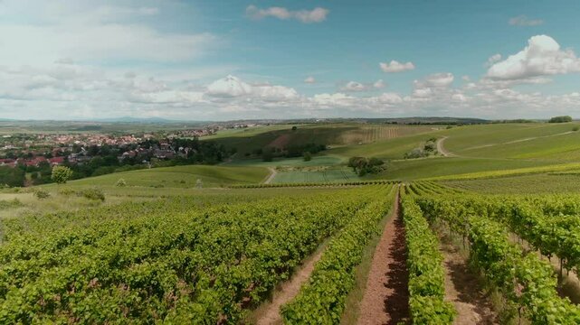 Drone Footage of Vast Vineyards &ndash; Aerial Views of Wine Fields in Rural Europe