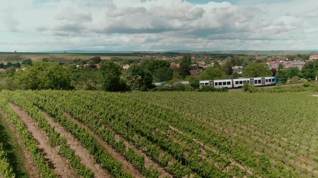 Drone Footage of Vast Vineyards &ndash; Aerial Views of Wine Fields in Rural Europe