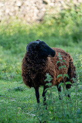 sheep in the field