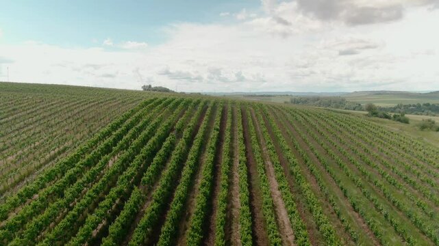 Drone Footage of Vast Vineyards &ndash; Aerial Views of Wine Fields in Rural Europe