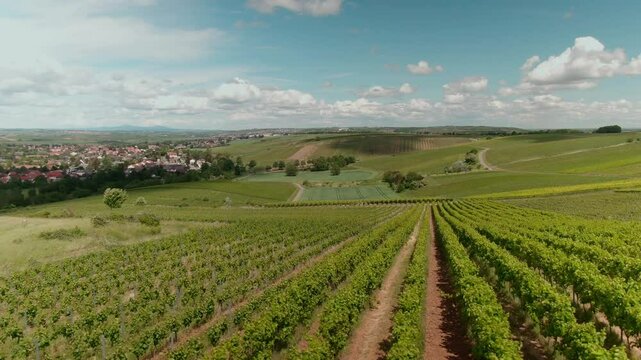 Drone Footage of Vast Vineyards &ndash; Aerial Views of Wine Fields in Rural Europe