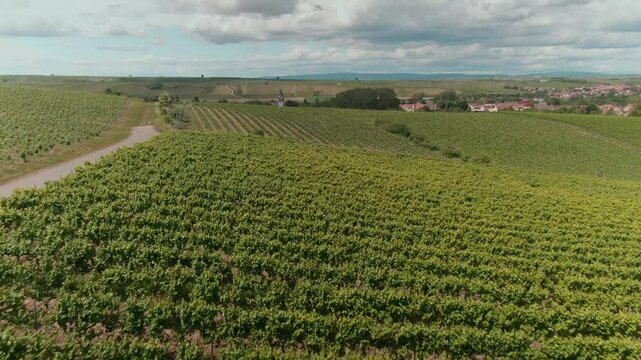 Drone Footage of Vast Vineyards &ndash; Aerial Views of Wine Fields in Rural Europe