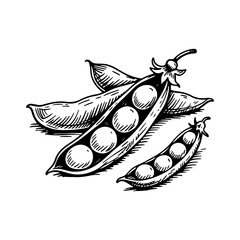 Hand-drawn Pea Pods and Peas Illustration