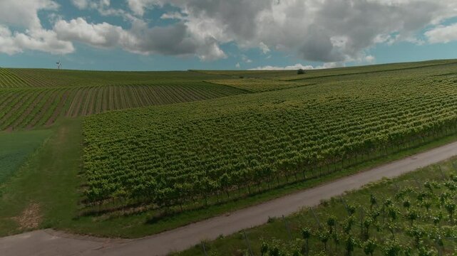 Drone Footage of Vast Vineyards &ndash; Aerial Views of Wine Fields in Rural Europe