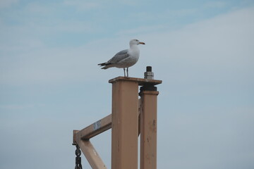 Seagull at the Seaside