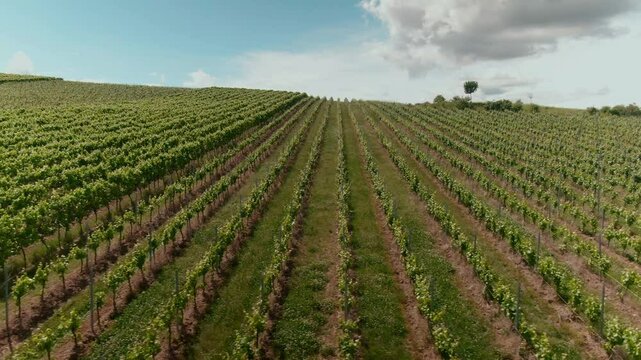 Drone Footage of Vast Vineyards &ndash; Aerial Views of Wine Fields in Rural Europe