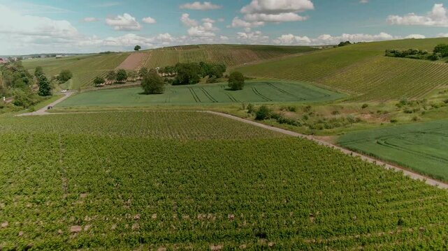 Drone Footage of Vast Vineyards &ndash; Aerial Views of Wine Fields in Rural Europe