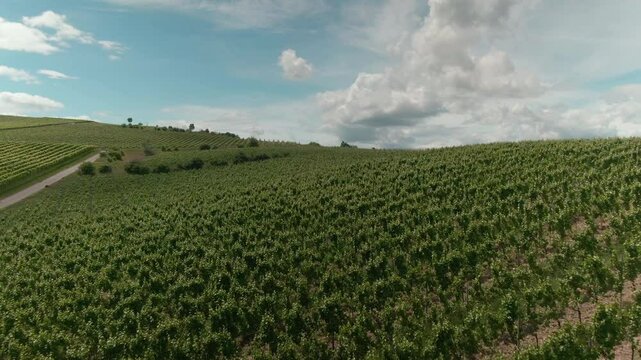 Drone Footage of Vast Vineyards &ndash; Aerial Views of Wine Fields in Rural Europe