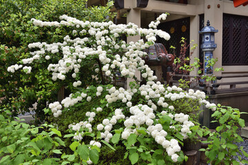 坐摩神社のコデマリ